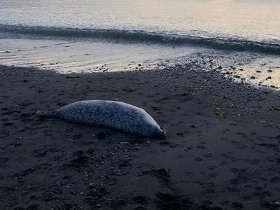 Гибель морских животных на Камчатке. Фото: t.me/bazabazon